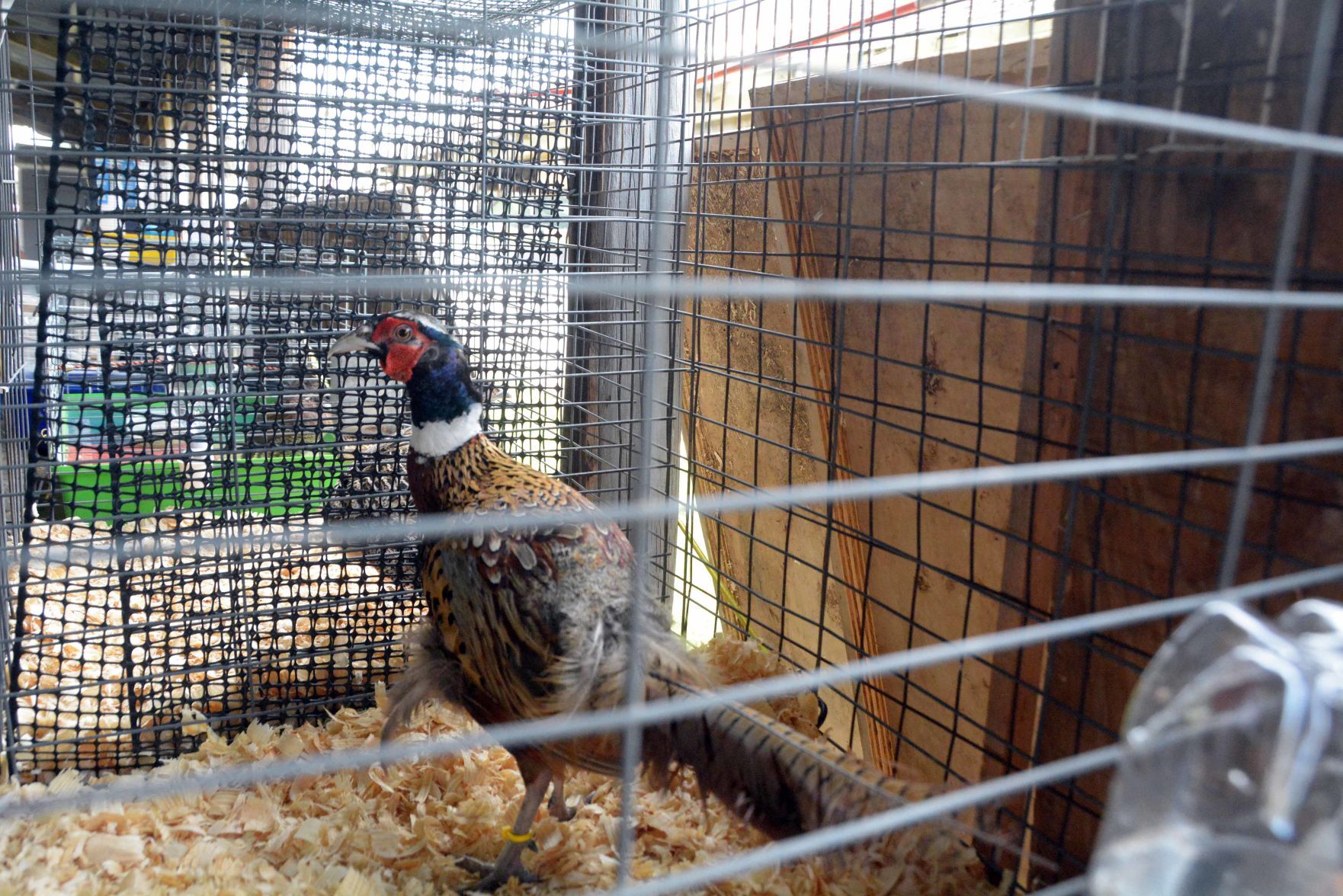 Thursday at the 2021 Sauk County Fair